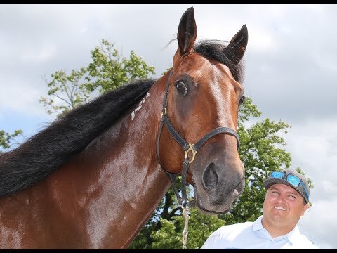 2018 Hambo Contenders -  Lawmaker