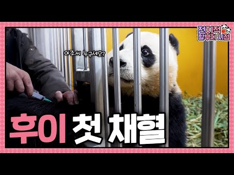 (SUB) 속보) 후이바오 드디어 채혈 성공해...💉 | 전지적 할부지 시점 ep.249