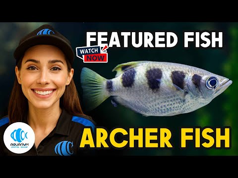 The Fish That Spits to Hunt: Archerfish Spotlight!