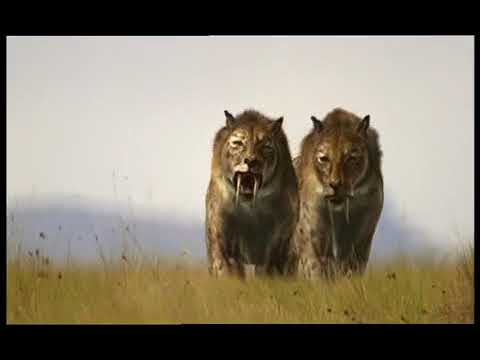 Walking with Beasts Se1 - Ep05 Sabre Tooth - Part 03