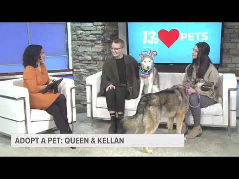 Pair of 'sweet as they come' huskies looking for a forever home in Allegan Co.