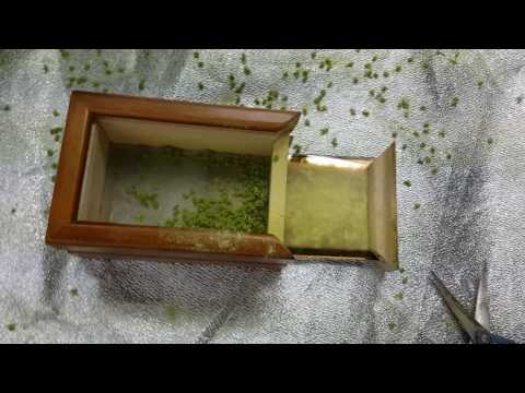 Breeding basics 101:  how to collect pollen from Cannabis