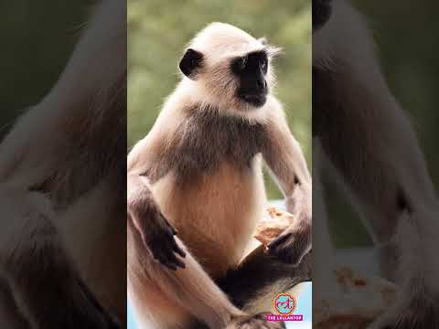 मटरू की DM ऑफिस में एंट्री, गोलू की कॉलेज में नौकरी पक्की है, सुनिए मज़ेदार बात... #shorts