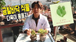곰발바닥 처럼 생긴 다육식물 웅동자와 웅동자금 -  팜스맨의포레스트 심리테스트 결과!