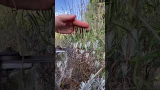 This is your sign to prune your lavenders!