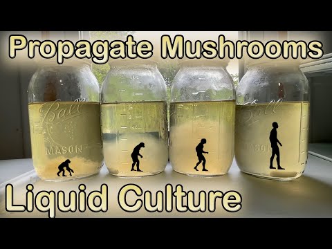 Propagate any Mushroom | Simple Liquid Culture Method