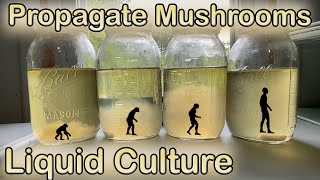Propagate any Mushroom | Simple Liquid Culture Method