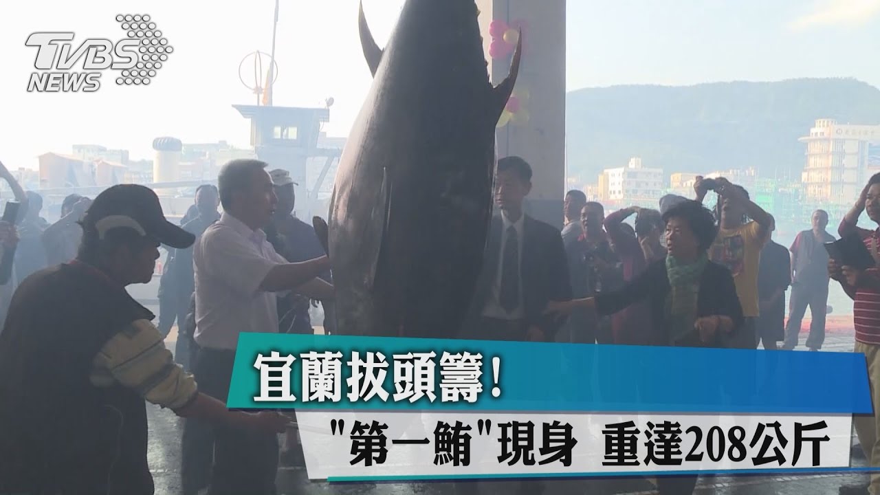 宜蘭拔頭籌! 「第一鮪」現身重達208公斤