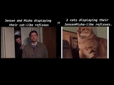 2 cats cosplay Misha & Jensen