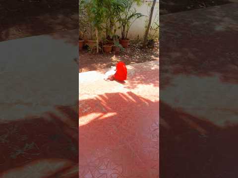 kitten love #cat #cat #cute #cartoon #miaw #animation #miawmiawtrend #videoviraltiktok #miawmiaw