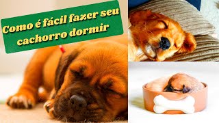 PARA ACALMAR seu cachorro em 5 minutos!