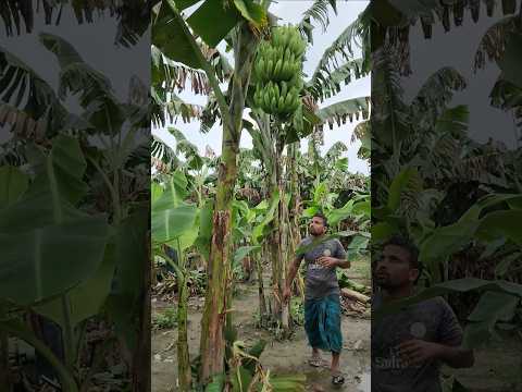 Funny bsnana cutting skill...🪓😱(ep-1387) #shorts #reels #trending