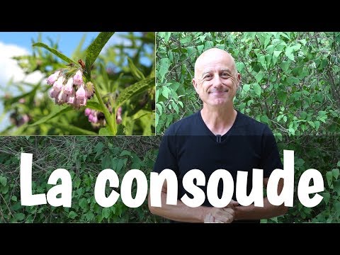 La consoude