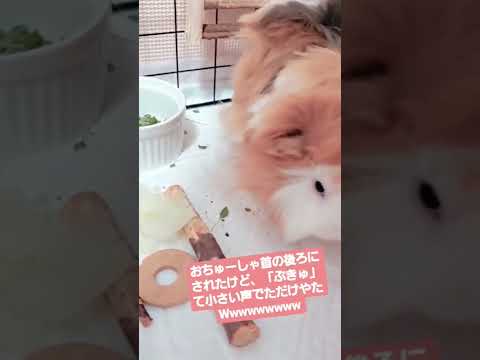 モルモットのシラミ - 症状と治療