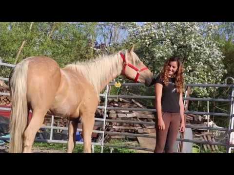 Erste Annäherungsversuche//TAG 1 mit meinem Mustang//Mustang Makeover 2018