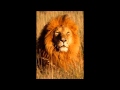 Overcomer   Phil Driscoll