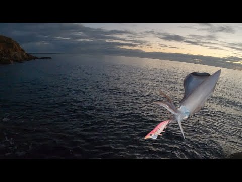 This One Lure Changed My Whole Fishing Trip At Mount Martha (Catch and Cook)