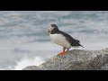 Puffins on Eastern Egg Rock