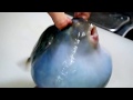 50 hit combo on pufferfish (CHECK DESCRIPTION)