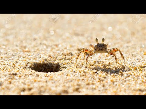 Small sea crab on the beach of Mangalore | Tannirbhavi Beach