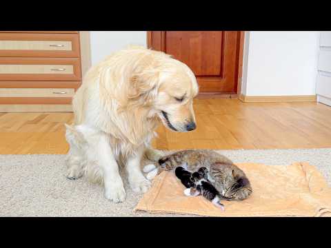 YouTube 썸네일