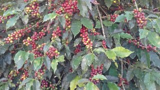 AGROFLORESTA Como plantar café no sistema Agrofloresta sem agredir a Natureza.