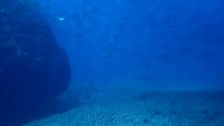 宮古島　ダイビング　2020 3/21