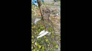 Download lagu ceritane wong lagi Mancing !! Mancing belanak!! fishing #shorts mp3 Download lagu ceritane wong lagi Mancing !! Mancing belanak!! fishing #shorts mp3