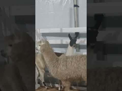 Lhamas E Novos Animais Na 2ª Exposição De São João Batista/SC