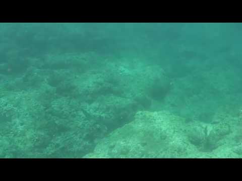 Biggest Shark attack ever in Kauai