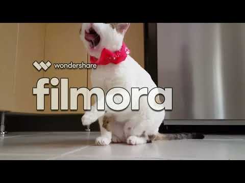 BABY CATS-CUTE AND FANNY CAT VIDEOS