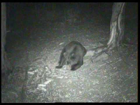 orso che mangia mais