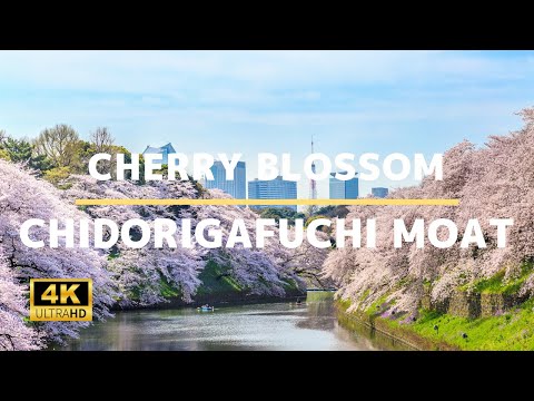 Chidorigafuchi Moat (Cherry Blossom) - 4K Virtual Walking Tour In Tokyo | Japan Travel Guide