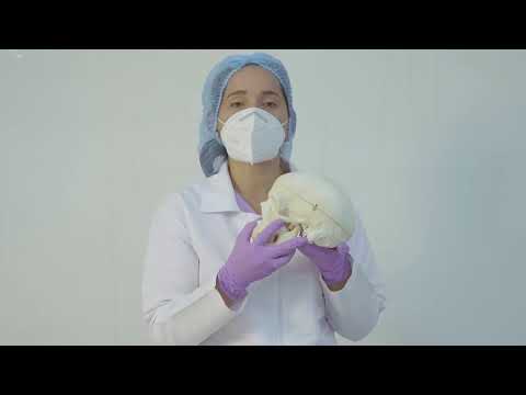 Estructuras del viscerocráneo   | Anatomía del cráneo #cursob10