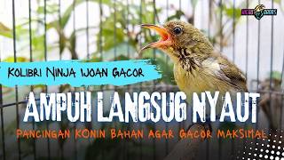 Download lagu KONIN IJOAN GACOR UNTUK TERAPI DAN PANCINGAN KOLIBRI NINJA AGAR BUNYI MAKSIMAL mp3