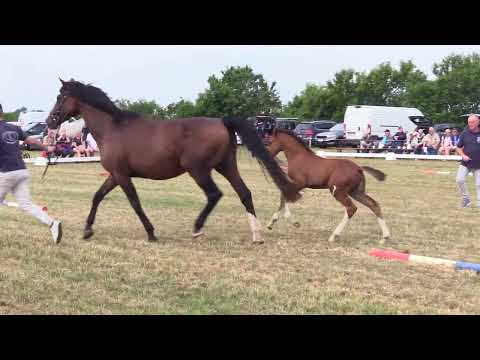 Holsteiner Fohlenschau Föhr 2025 | SF | Jasper – Landos– Carpaccio | St. 776 | B. Fritsch