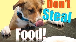 How to train your dog to stop stealing!  Teach Your Dog to LEAVE ANYTHING ALONE Counter Surfing
