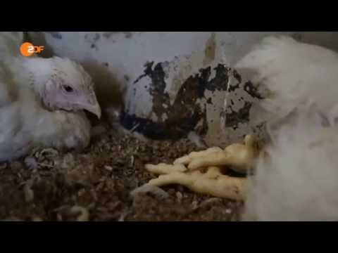 Doku "Unser täglich Tier" ZDF 21.10.2014