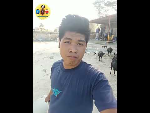 mang lawog tag manok gyss