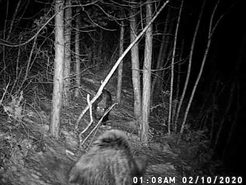 vepar i svinja, extra video !!!!