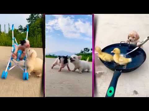 Baby dogs - Cute and funny dogs Videos compilation