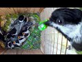 How These Tiny Birds Raise So Many Babies Nest Box Cam Full Story Of Chickadee Family