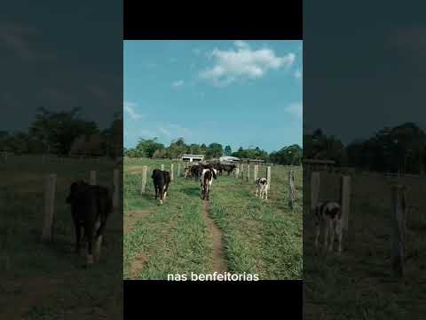 OPORTUNIDADE TERRA A VENDA EM MACHADINHO DO OESTE  134 ALQUEIRES FORMADOS