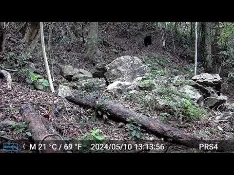 人人守護山林協會巡守路線上，紅外線自動相機捕捉到黑熊身影(影片)