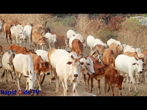 download lagu mp3 mp4 Original Cow, download lagu Original Cow gratis, unduh video klip Original Cow