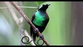 Wilson's bird-of-paradise (Cicinnurus respublica) displaying