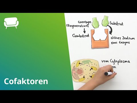 Cofactors: Classification, Structure & Function I Biology