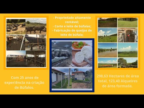 Fazenda Lucrativa no Paraná | 298 Ha | Leite e Queijo de Búfala!