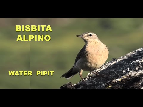 BISBITA ALPINO | WATER PIPIT | Anthus spinoletta