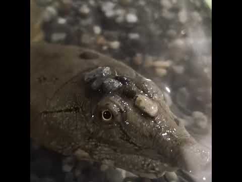 すっぽんの卓ちゃん